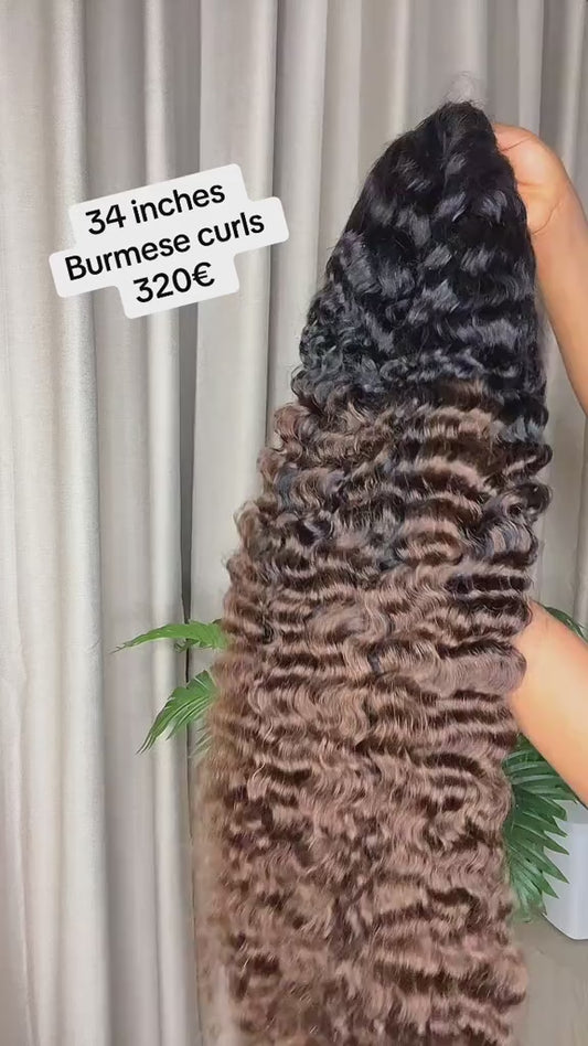 SDD BURMESE CURLS